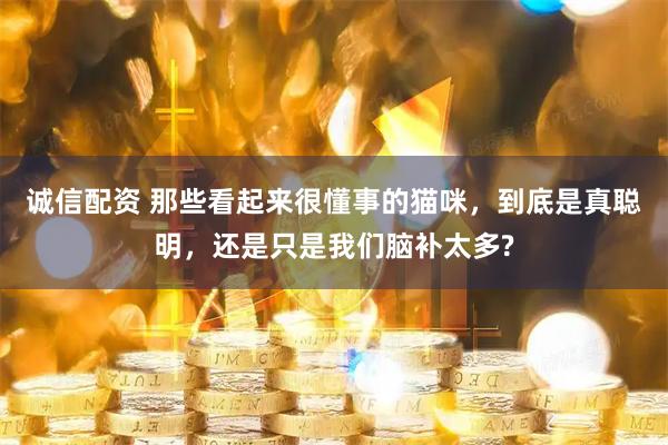 诚信配资 那些看起来很懂事的猫咪,到底是真聪明,还是只是我们脑补太多?